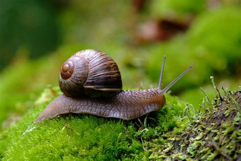 burgundy snail for sale